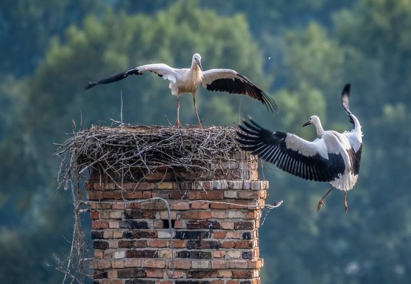 Professional Chimney Animal Removal Services in Plympton, Massachusetts