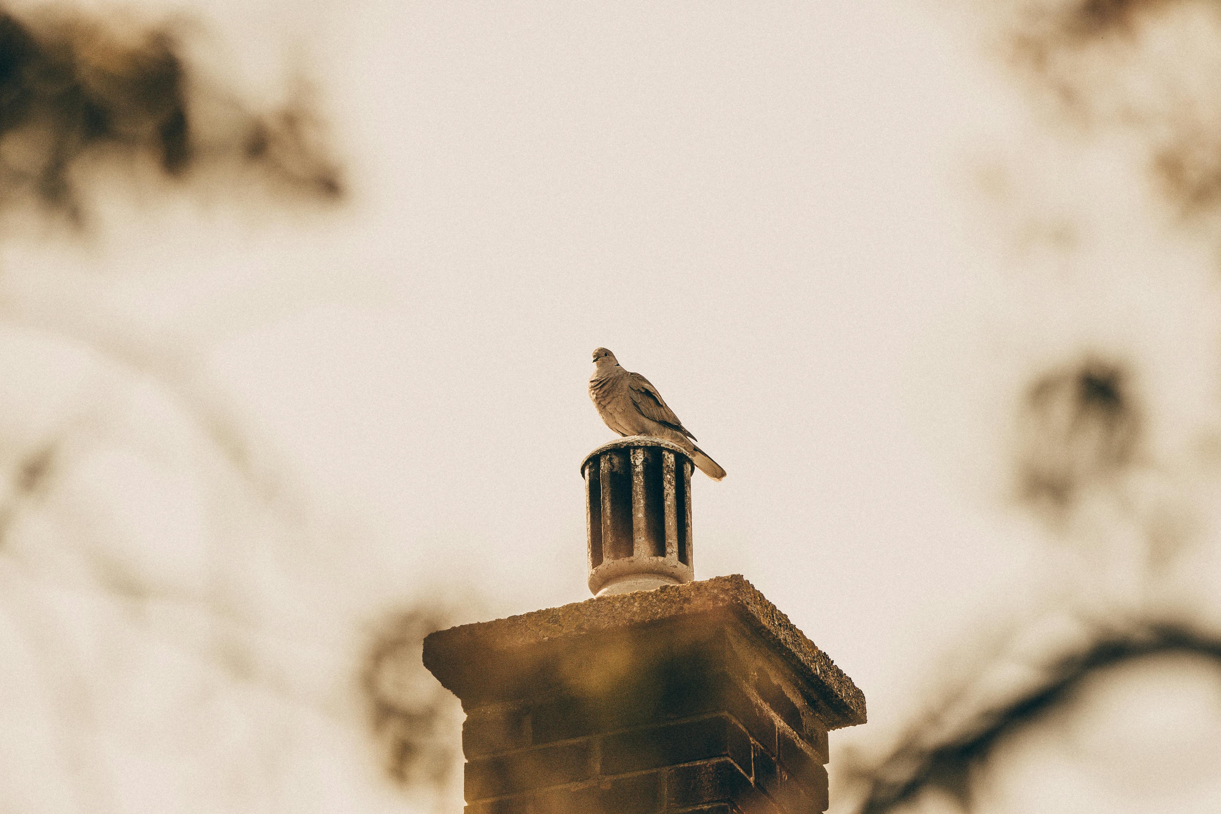 Expert Chimney Cap Installation in Plympton, Massachusetts